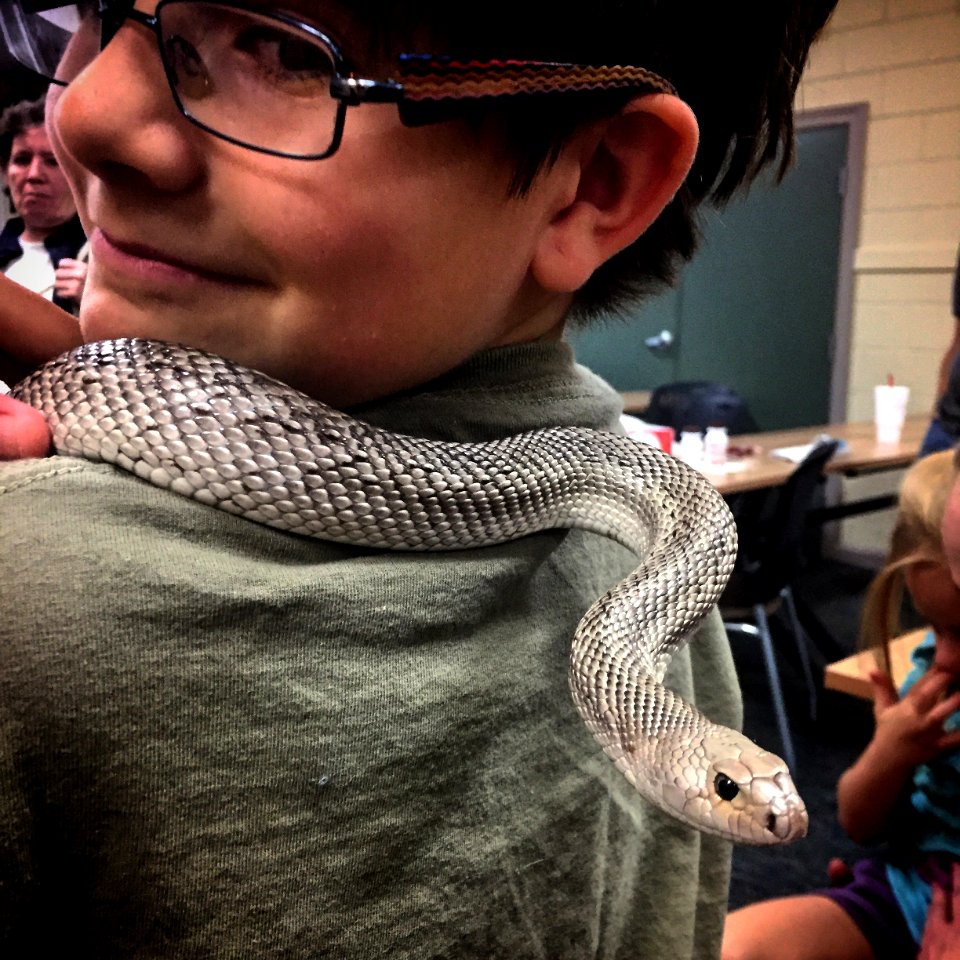 Maisie got to hold this beautiful Florida Pine Snake at the Tallahassee Herp Society meeting