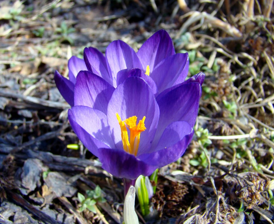 Garden purple flowers