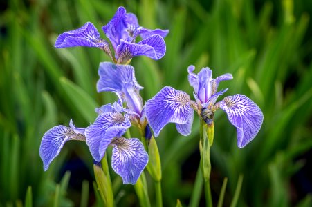 Iris Setosa Arctica