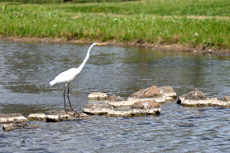 Heron 04