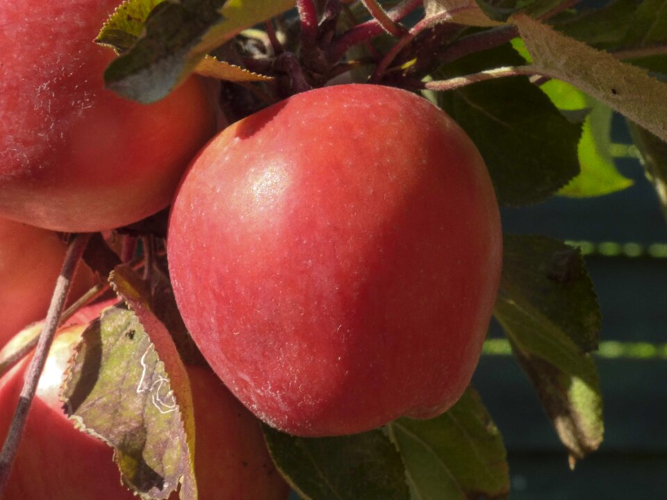 Red apple fresh vitamins