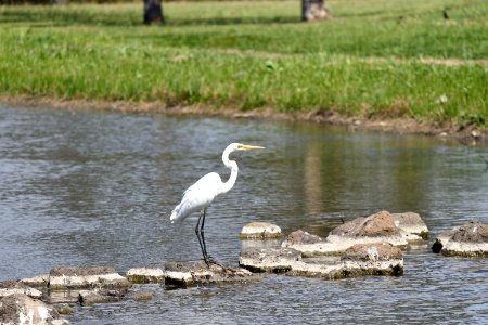 Heron 02 photo