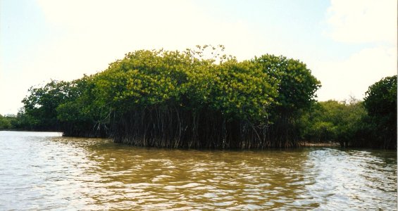 Mangrove Forest -Pichavaram - India photo
