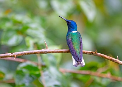 White-necked jacobin photo