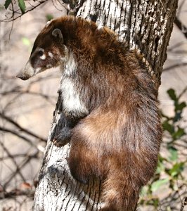 WHITE-NOSED COATI (Nasua narica) (1-27-2017) pena blanca canyon, santa cruz co, az -09