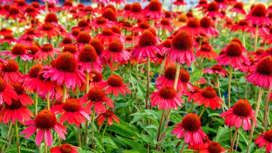 Echinacea Flamenco Orange