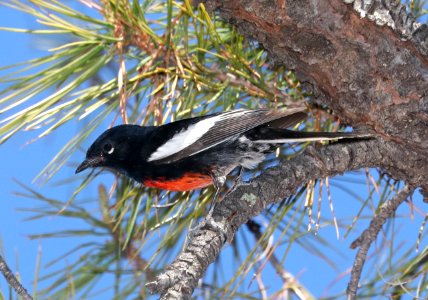 850 - PAINTED REDSTART (4-19-2018) upper humboldt canyon road, patagonia mountains, santa cruz co, az -01