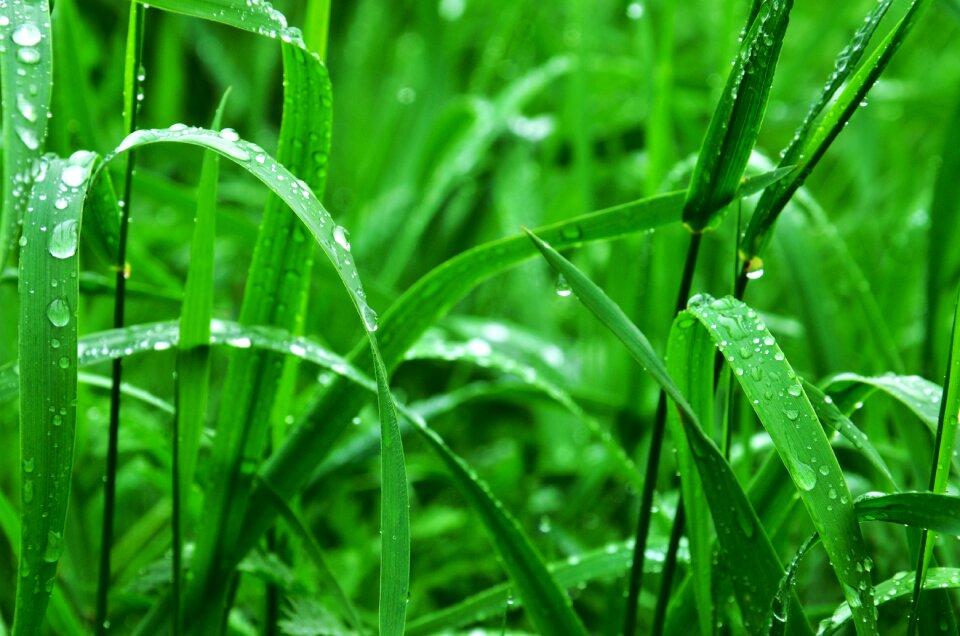 Rain rain drops nature