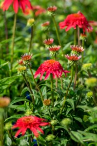 Echinacea Double Mandarin