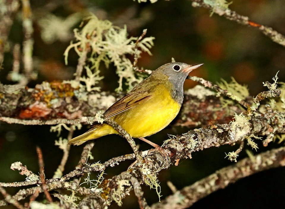 813 - CONNECTICUT WARBLER (6-6-2018) south county line road, bayfield county, wi -01