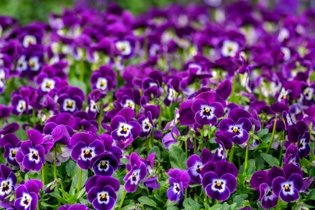 Viola Purple Face