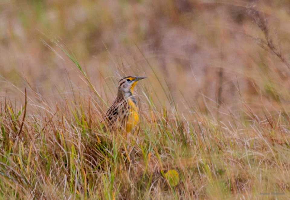 Eastern meadowlark