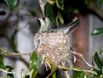 BROAD-BILLED HUMMINGBIRD (5-21-2017) female on nest, 78 circulo montana, patagonia lake ranch estates, scc, az (5)