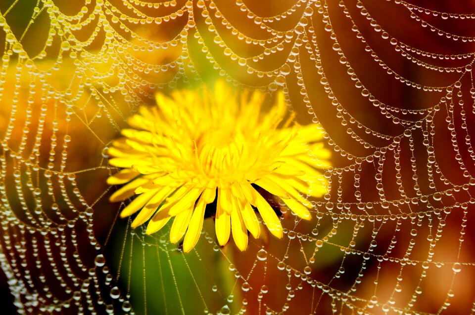 Bloom yellow pointed flower