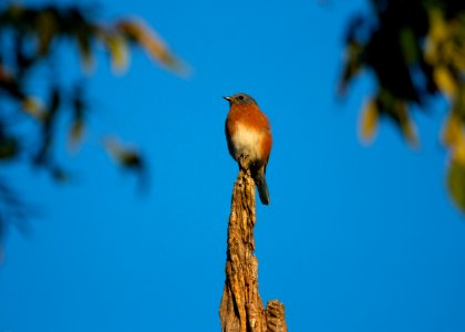 Eastern bluebird photo