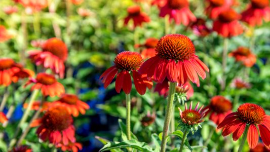 Echinacea Flamenco Orange