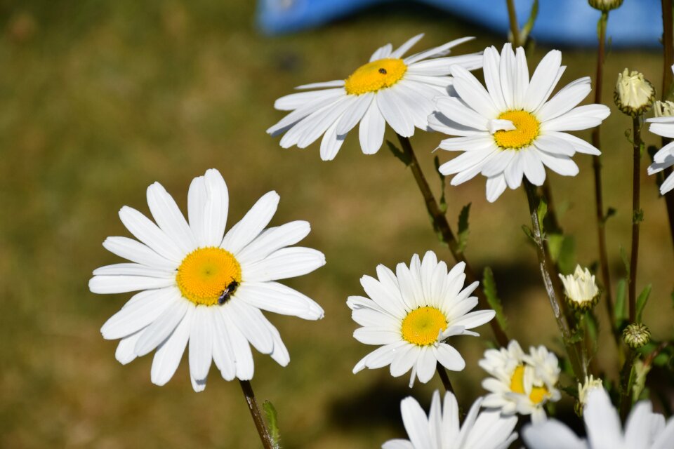 Floral spring plant