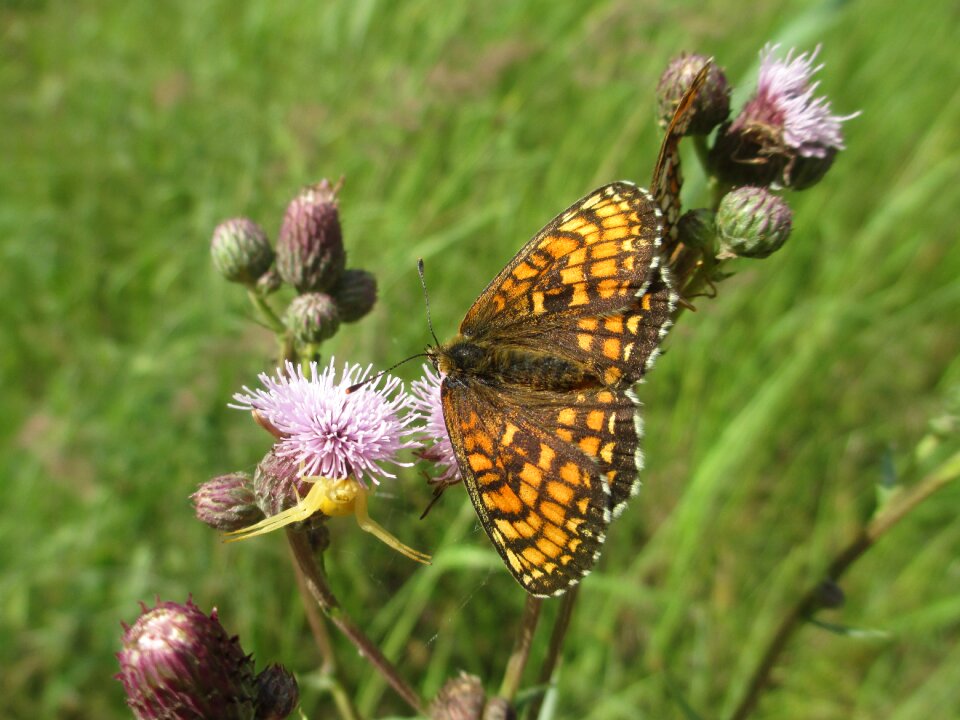 Butterfly meadow nature photo