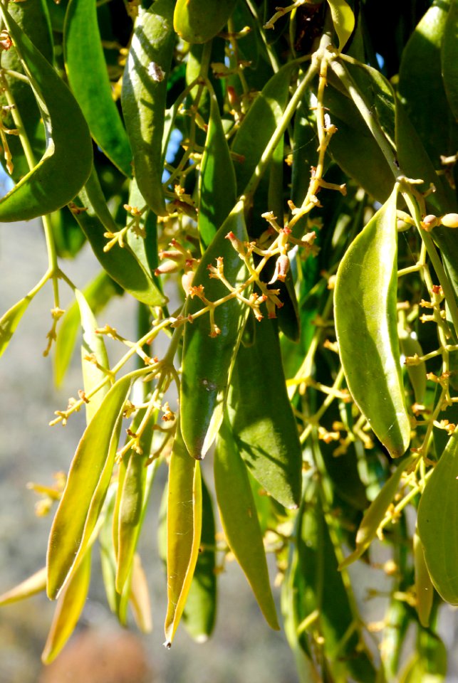 Notothixos corniflorus 090916-7885