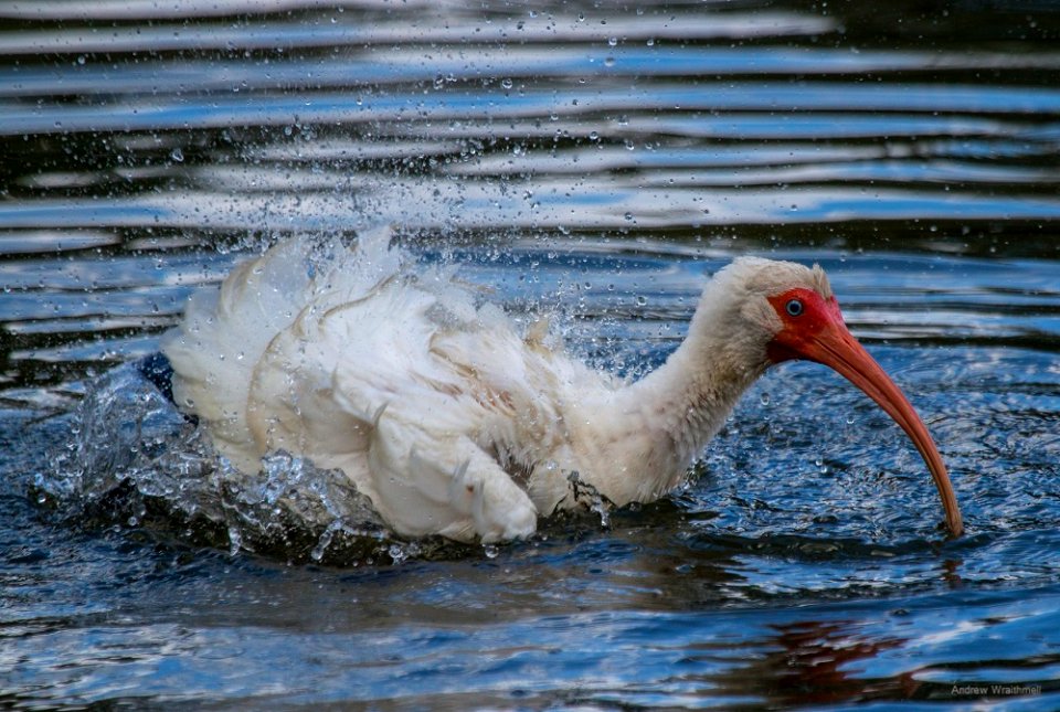 white ibis