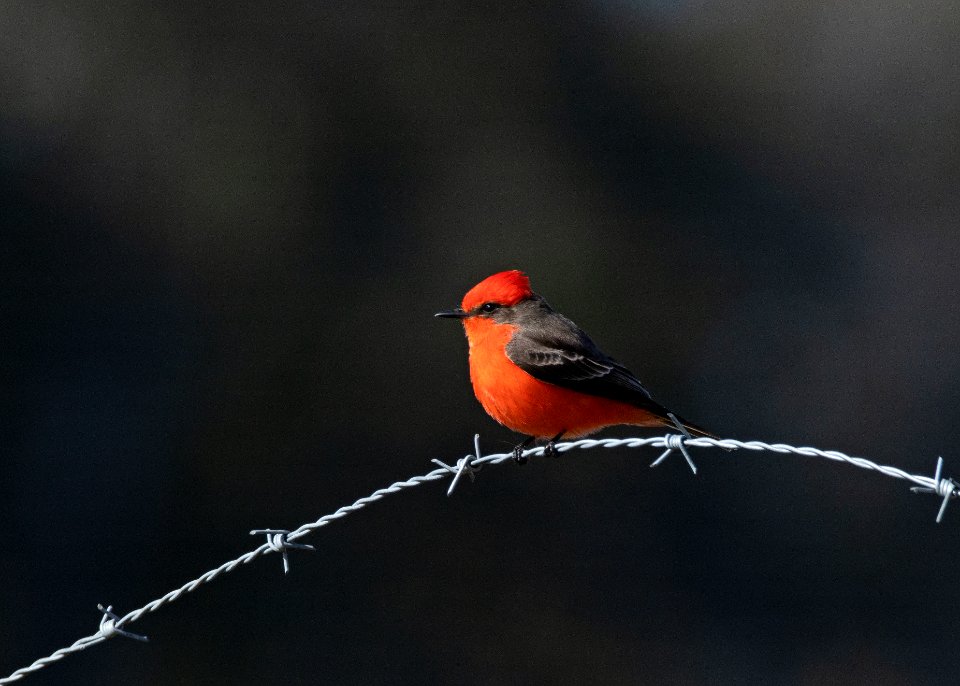 Vermilion flycatcher