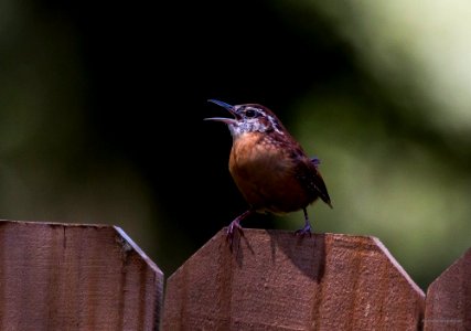 carolina wren