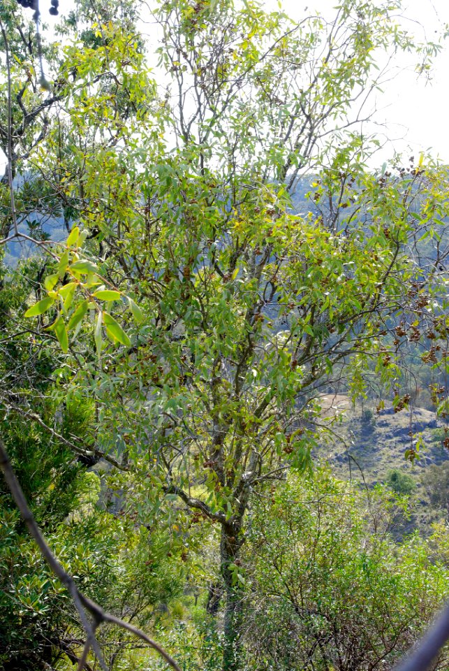 Santalum lanceolatum 090915-7854