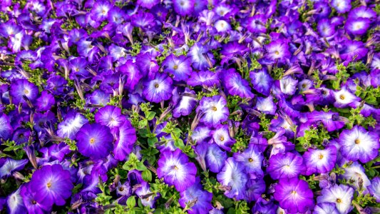 Petunia Merlin Blue Morning