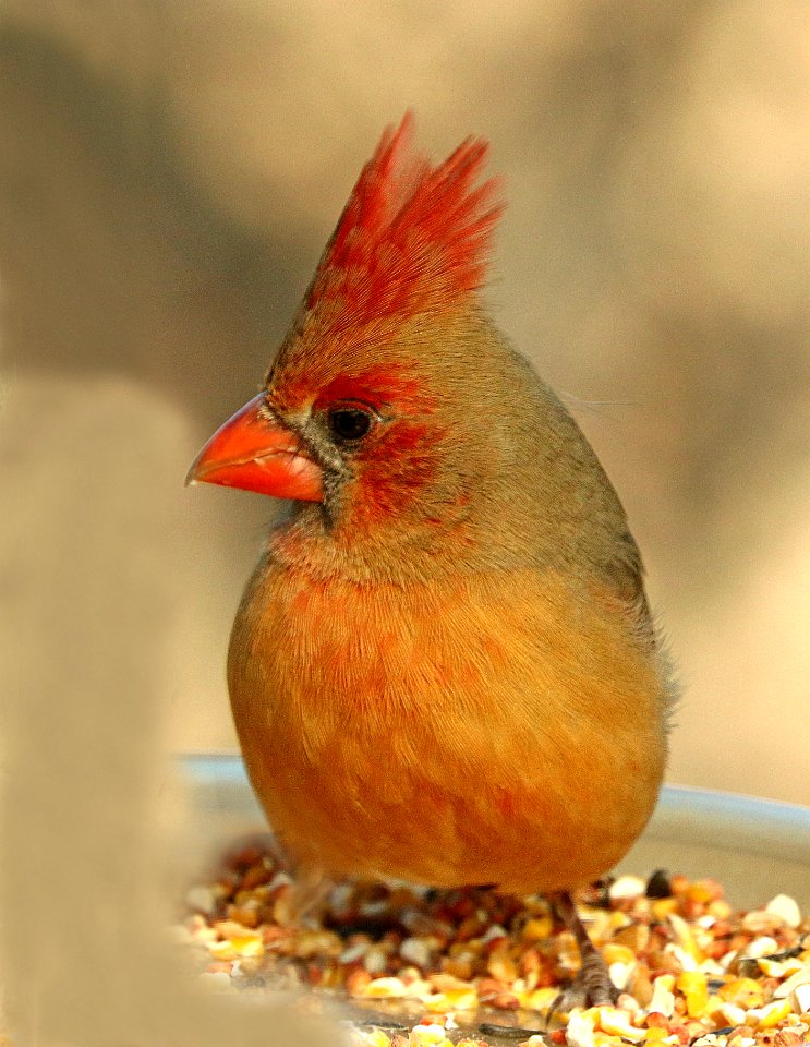 916 - NORTHERN CARDINAL (2-1-2019) san pedro river at san pedro house, cochise co, az -01