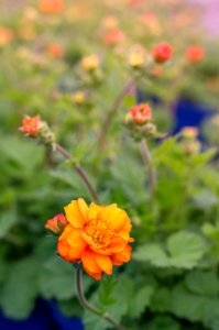 Geum Fire Storm