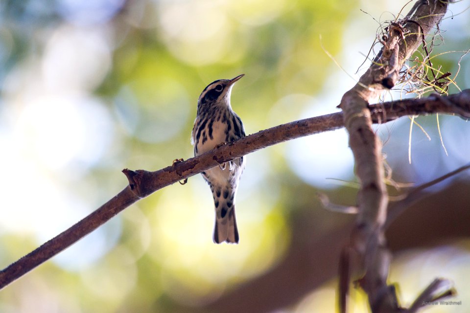 Black-and-white warbler