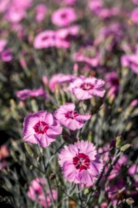 Dianthus Angel of Peace photo