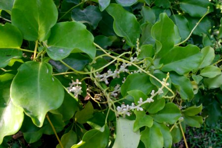 Cuscuta reflexa 050105-4437