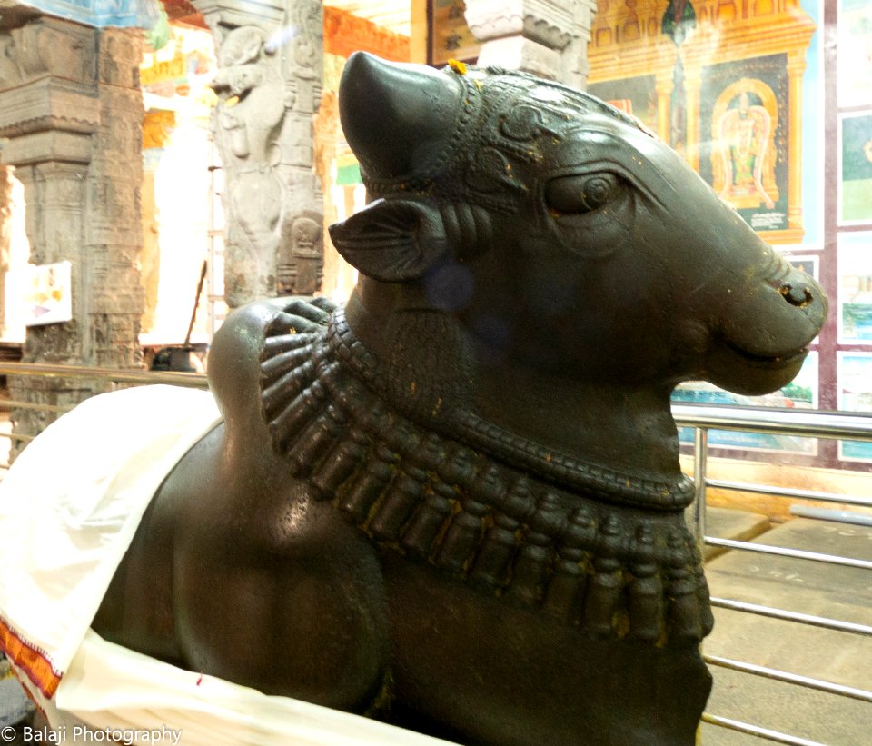 Nandi - Kumbakonam