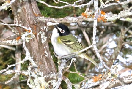 621 - BLACK-CAPPED VIREO (4-27-2017) edward's co, tx -03