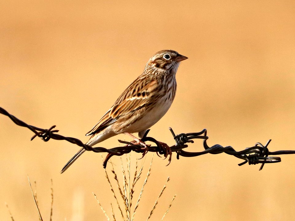 877 - VESPER SPARROW (11-6-2017) san rafael grasslands, santa cruz co, az -01