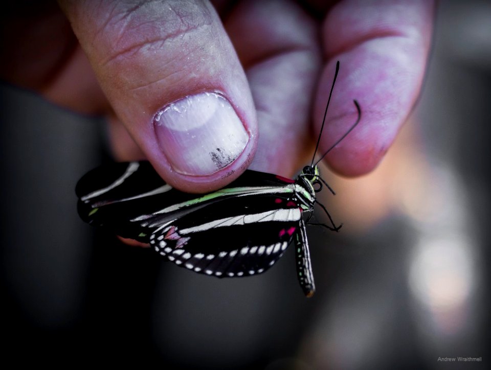 Zebra longwing