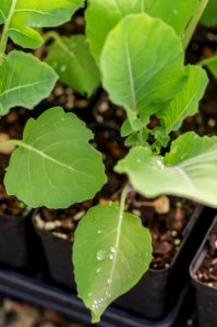 Broccoli Romanesco