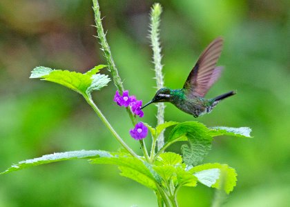 Purple-throated mountain gem photo