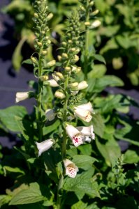 Digitalis P. Camelot Cream