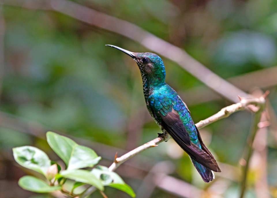 White-necked jacobin (female)