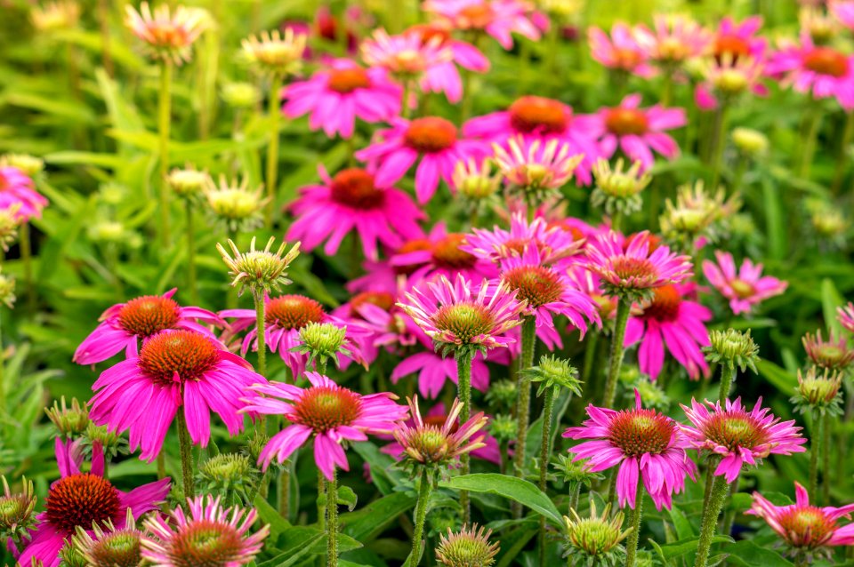 Echinacea Crazy Pink