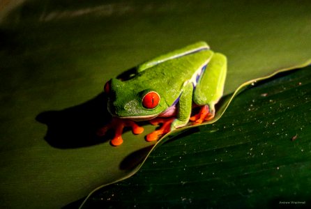 Red-eyed Tree Frog photo