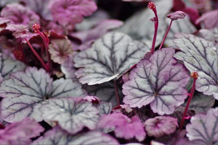 Heuchera Sugar Plum