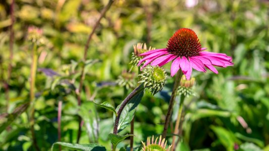 Echinacea Ruby Star