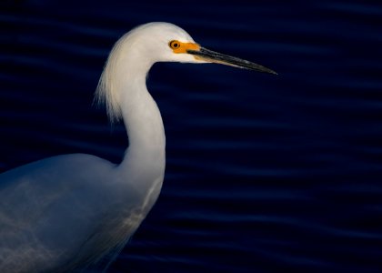 Snowy egret
