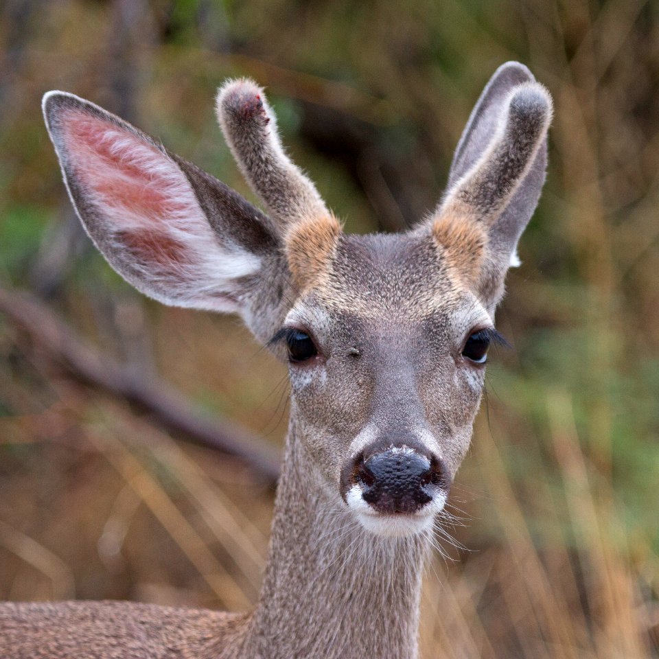 Mule deer