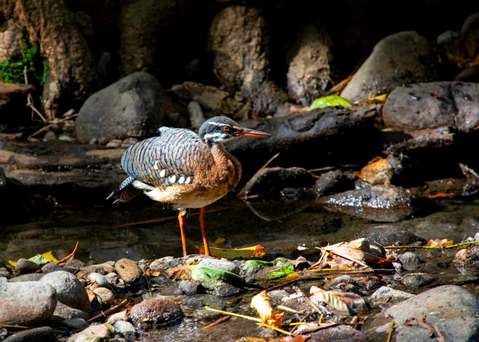 Sunbittern
