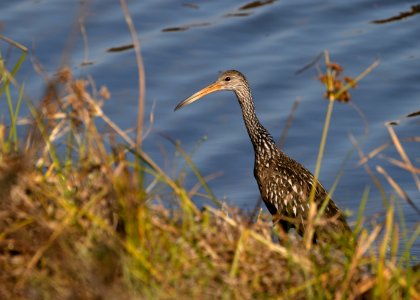 Limpkin