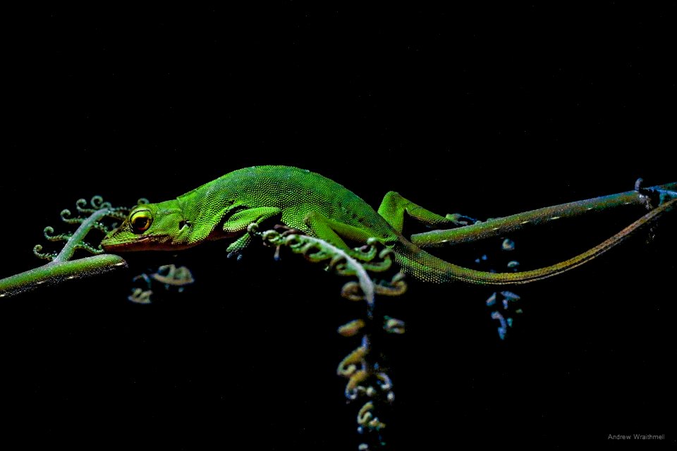Spiny-tailed Iguana